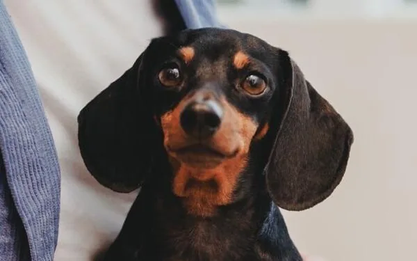 Luan Lovato em estado meditativo durante uma sessão de comunicação animal
