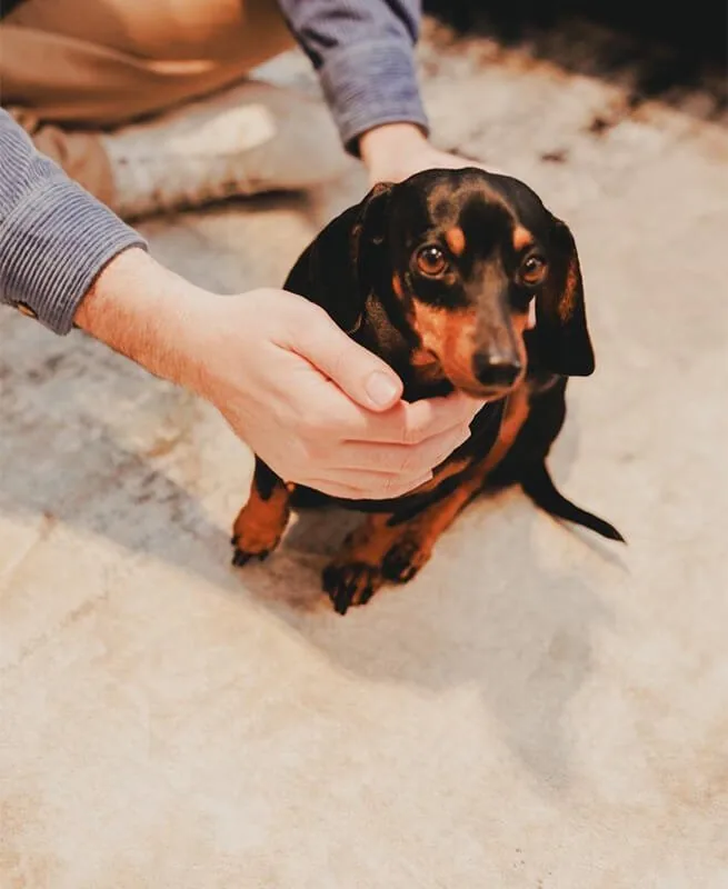 Mão apoiada com delicadeza no queixo de uma cachorra, que olha para cima em sinal de confiança